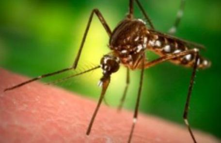 Cum știi dacă ai fost infectat cu virusul West Nile după înțepătura unui țânțar