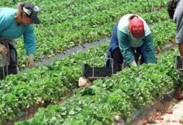 Ofertă generoasă de locuri de muncă în agricultură – angajator din Danemarca și Portugalia