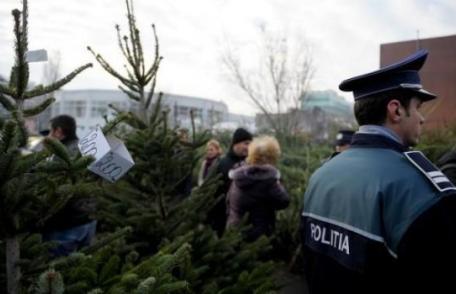 Pomi de crăciun, comercializaţi ilegal la Botoșani