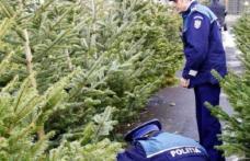Pomi de Crăciun fără acte, confiscați de polițiștii botoșăneni
