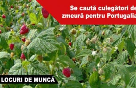 300 locuri de muncă în domeniul agricol (recoltare zmeură) în Portugalia