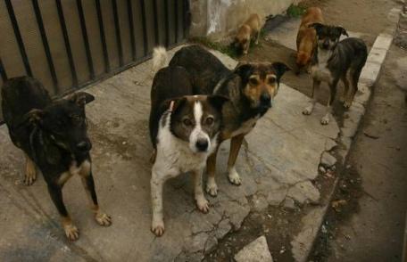 O problemă care persistă în Dorohoi - Câinii comunitari 
