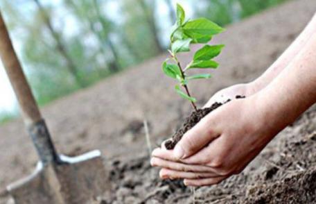 Cum puteţi beneficia de 6.000 de euro de la stat prin Programul „Prima împădurire”