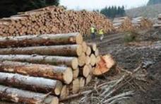 Societate sancționată pentru comercializare de material lemnos fără documente de provienienţă