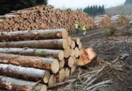 Societate sancționată pentru comercializare de material lemnos fără documente de provienienţă