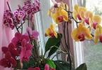 Secretul orhideelor