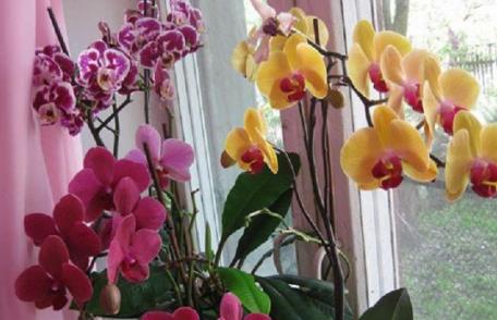 Secretul orhideelor: Iată ce trebuie să faci ca să inflorească tot anul