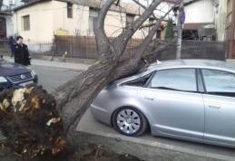 Mașina unui botoșănean distrusă de un copac rupt din rădăcini