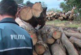 Transport de lemne, cu iz penal. Controalele în trafic și la trei societăți, au adus amenzi de 7 mii lei