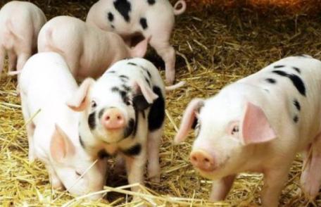 Programul „Carne de porc din fermele româneşti” va ieşi cât de curând