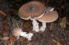 Dorohoi : Atenţie la ciuperci şi grăsimi! S-au înmulţit cazurile de intoxicaţii şi pancreatită