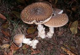 Dorohoi : Atenţie la ciuperci şi grăsimi! S-au înmulţit cazurile de intoxicaţii şi pancreatită