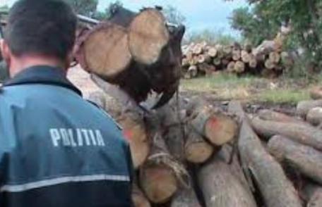 Material lemnos confiscat de poliţiştii botoșăneni