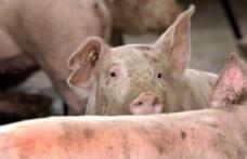 Măsuri luate în Comitetul Local de Combatere a Bolilor după apariția focarului de pestă porcină africană în România