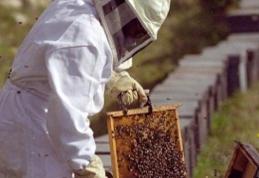 Dosar penal pentru un bărbat din Ibănești care a furat 10 familii de albine ecologice