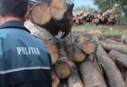 Material lemnos fără documente legale, confiscat de poliţiştii botoșăneni