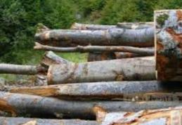 Material lemnos confiscat în urma unui control de rutină
