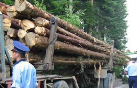 Amendă uriaşă încasată de un tânăr care transporta ilegal lemne