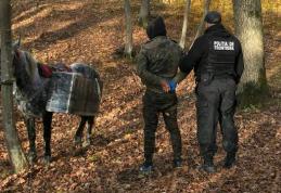 Țigări de contrabandă transportate cu calul! 3.000 pachete de țigări confiscate de polițiștii de frontieră dorohoieni
