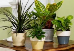 Plante care pot purifica aerul din casă