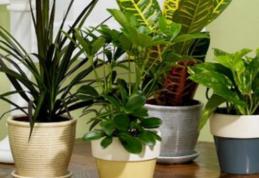 Plante care elimină substanțele poluante dintr-o cameră