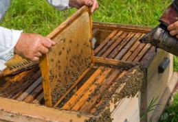 Sprijin financiar pentru investiții în apicultură 