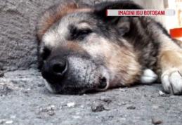 Rex, câinele care a păzit 13 ani sediul ISU Botoșani, operat cu ajutorul pompierilor