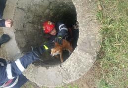 Pompierii dorohoieni din nou eroi pentru necuvântătoare: Câine salvat dintr-un canal - FOTO