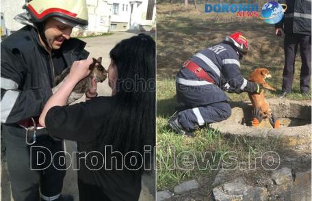 Aventura necuvântătoarelor! Câine și pisică salvate de pompierii dorohoieni - FOTO