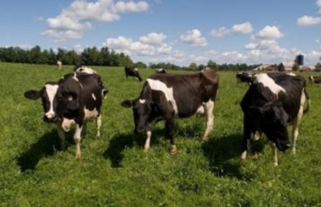 Trei vaci dispărute de pe imașul unei comune. Unde le-a găsit proprietarul