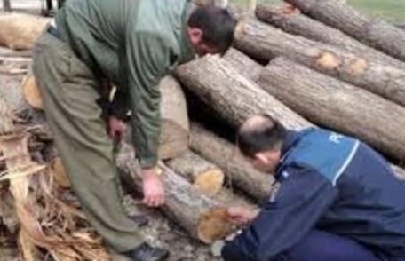 Comerț ilegal constatat la sediul unei unităţi din comuna Albeşti. Poliţiştii au confiscat 49 mc material lemnos