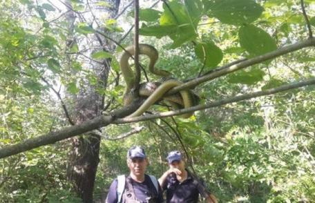 Un șarpe imens a fost fotografiat pe malul Prutului. Polițiștii de frontieră moldoveni s-au întâlnit cu el!