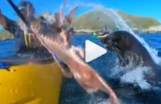 Moment inedit în natură: o focă aruncă cu o caracatiță într-un bărbat - VIDEO