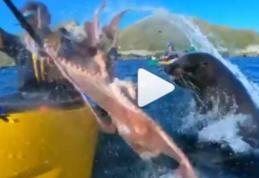 Moment inedit în natură: o focă aruncă cu o caracatiță într-un bărbat - VIDEO