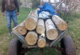 Căruță plină cu lemne confiscată de polițiști la Tudora