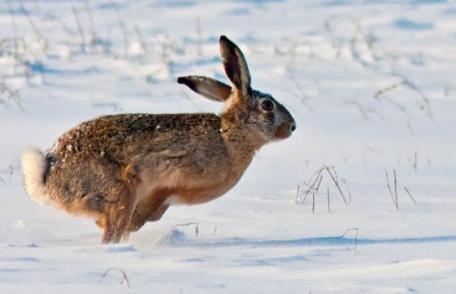 Patru botoșăneni s-au ales cu dosar penal după ce au ucis doi iepuri de câmp