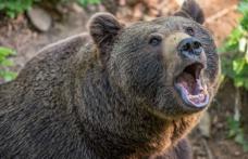Incident grav la o pensiune: Un urs i-a smuls mâna unei femei și a mâncat-o 