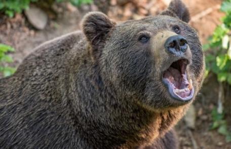 Incident grav la o pensiune: Un urs i-a smuls mâna unei femei și a mâncat-o 