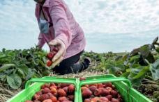150 locuri de muncă în domeniul agricol - recoltare, ambalare fructe - în Spania prin reţeaua EURES