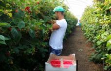 50 locuri de muncă în domeniul agricol (recoltare fructe) în Spania prin intermediul Reţelei EURES