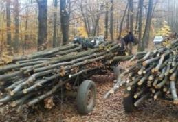 Material lemnos fără documente confiscat la Horlăceni