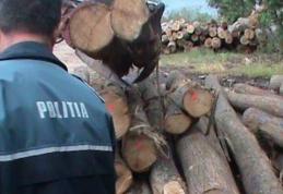 Material lemnos și numere de înmatriculare confiscate de polițiști pe raza comunei Hilișeu Horia