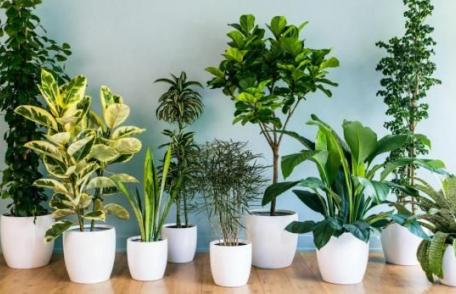 Plante care purifică aerul din locuință