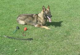 Botoșănean dat dispărut, găsit de Mara, câinele polițist - FOTO