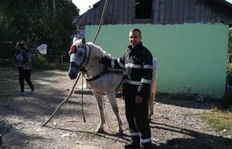 Cal salvat dintr-o groapă de doi metri de pompierii din Darabani - FOTO