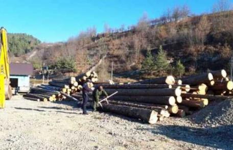 Amenzi drastice primite de patronii unei firme care făcea afaceri ilegale cu lemne