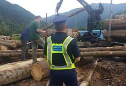 Inspectorii de la Garda Forestieră au stricat businessul unor comercianți de material lemnos din Hilişeu-Horia şi Pomârla