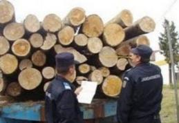 Amendă de 3.000 de lei şi material lemnos confiscat, pentru nereguli la regimul silvic