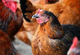 ANSA interzice temporar importul de păsări şi carne de pasăre din regiunea Vinniţa - Ucraina