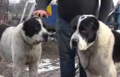 Trei tineri reţinuţi după ce au furat opt câini din rasa ciobănesc